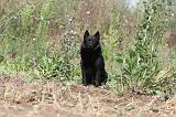 SCHIPPERKE 241